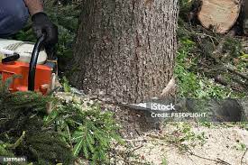 Best Palm Tree Trimming  in Carroll, IA